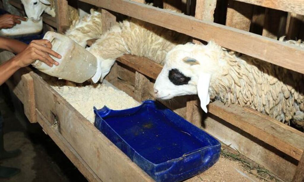 pakan kambing