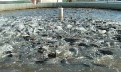 Jenis Ikan Lele yang Mudah Cepat Besar dan Cocok Dibudidaya