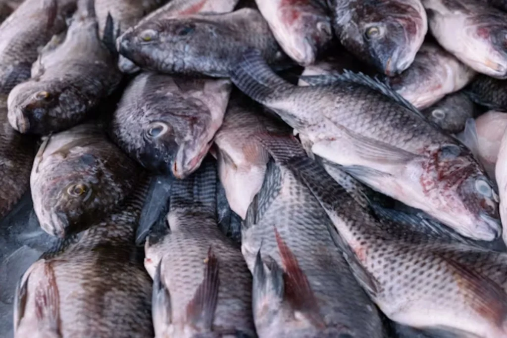 usaha ikan nila