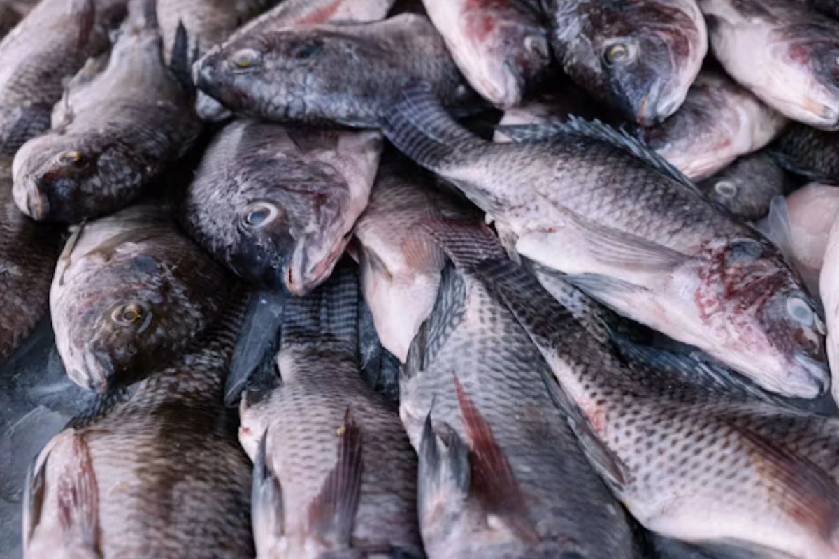 usaha ikan nila