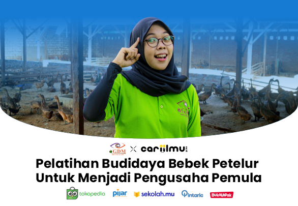 pelatihan budidaya bebek petelur