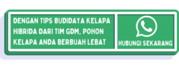 Cara Budidaya Kelapa Hibrida Agar Hasil Panen Berkualitas