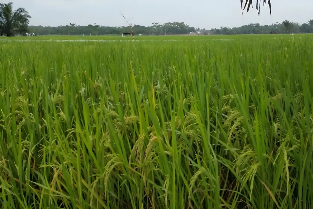 Pupuk Daun Padi yang Bagus