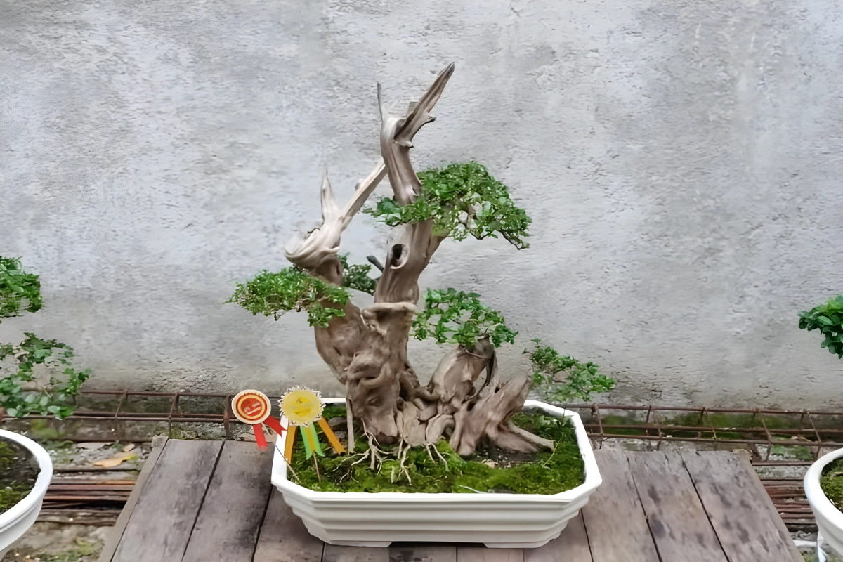 Pupuk Pembesar Batang Bonsai