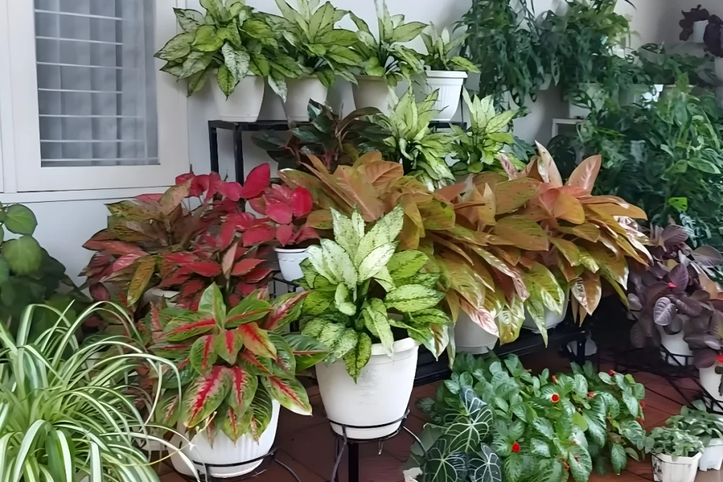 Pupuk untuk Tanaman Hias dalam Pot