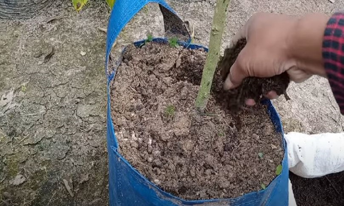 pupuk penyubur tanah