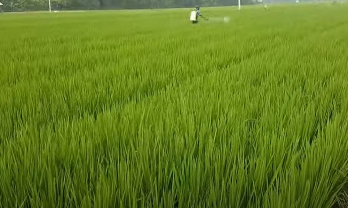 pupuk tanaman padi