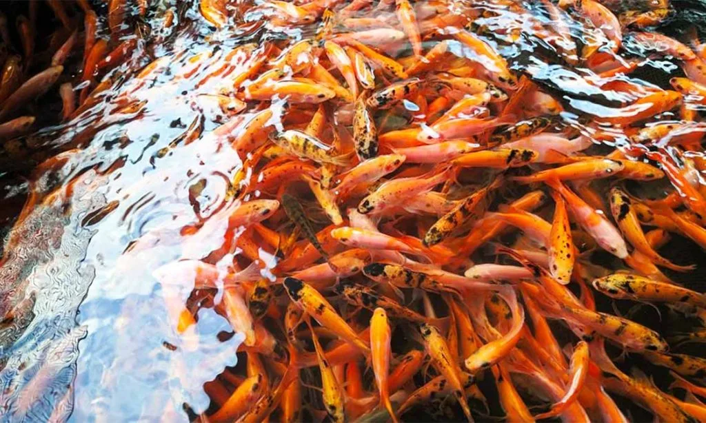 ikan nila