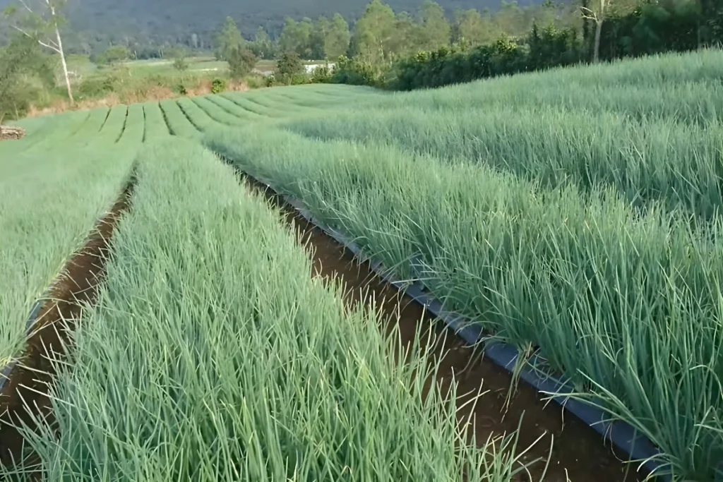 Pemupukan Bawang Merah di Musim Hujan