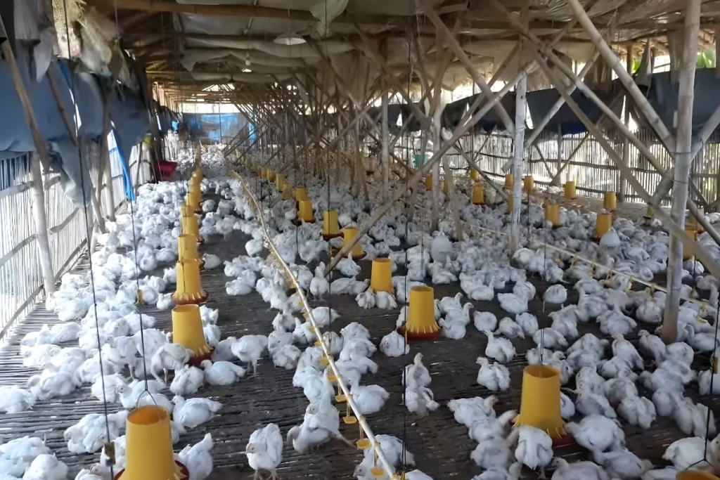 Probiotik Ayam Broiler