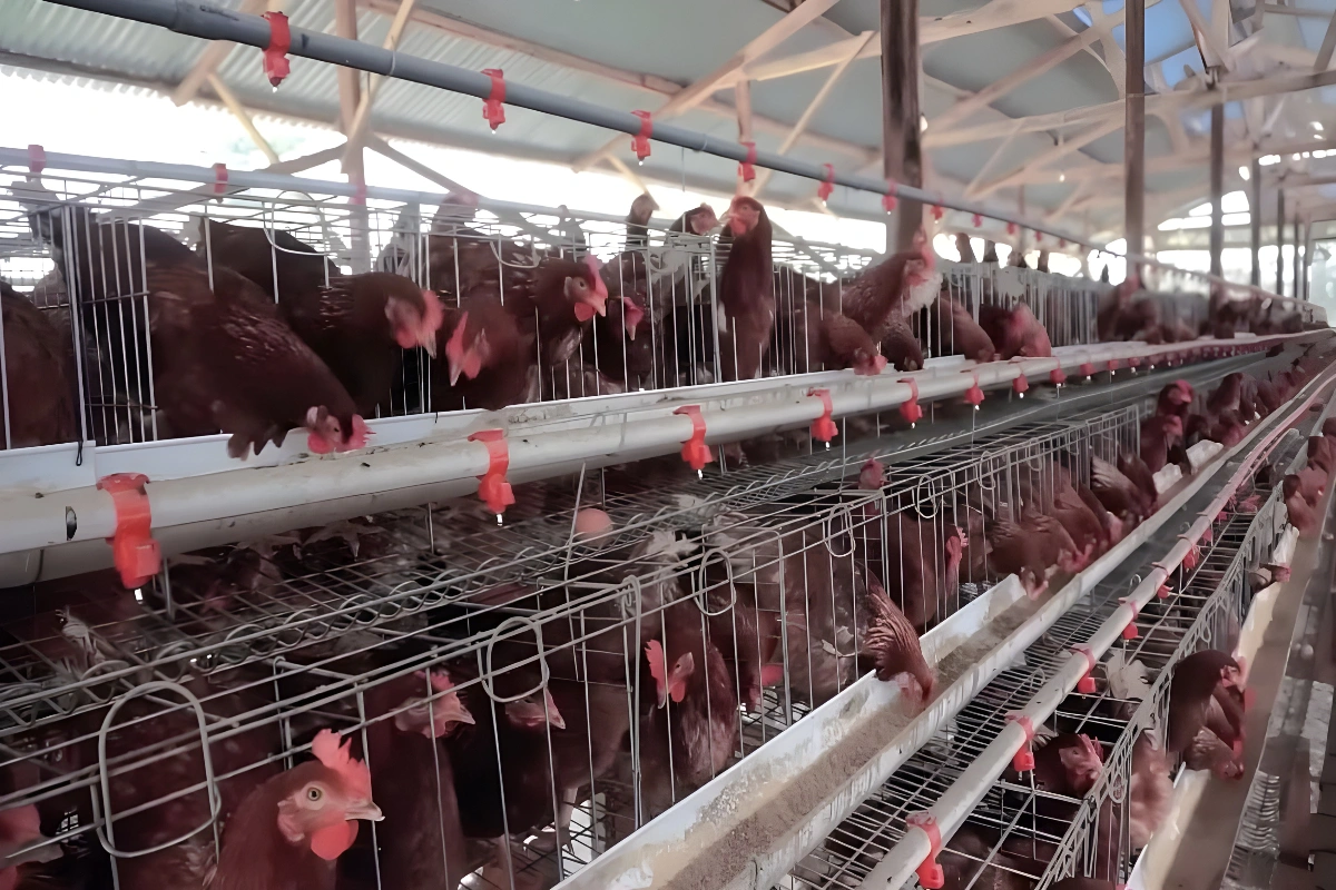 Probiotik Ayam Petelur