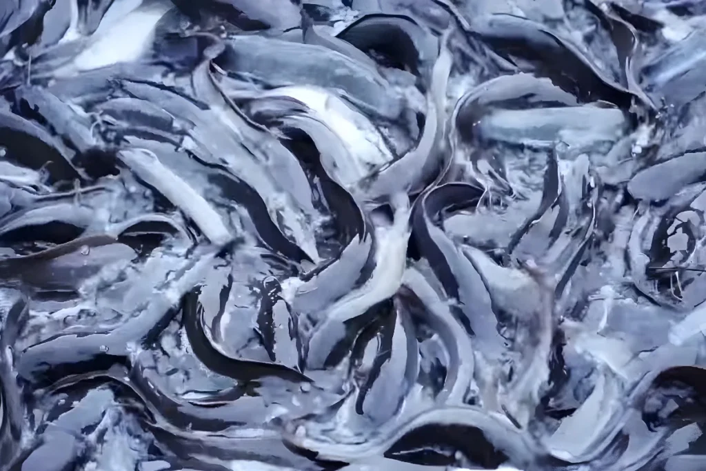Probiotik Ikan Lele