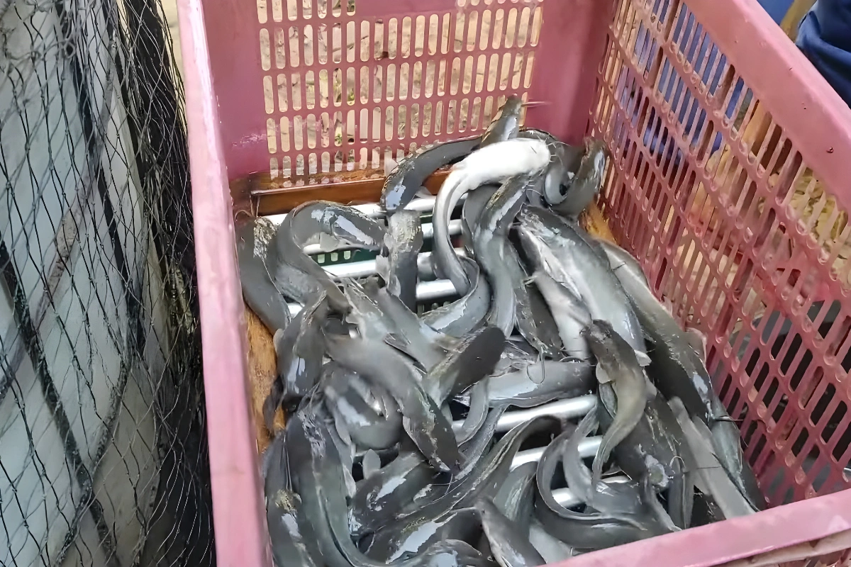 Probiotik Lele Alami