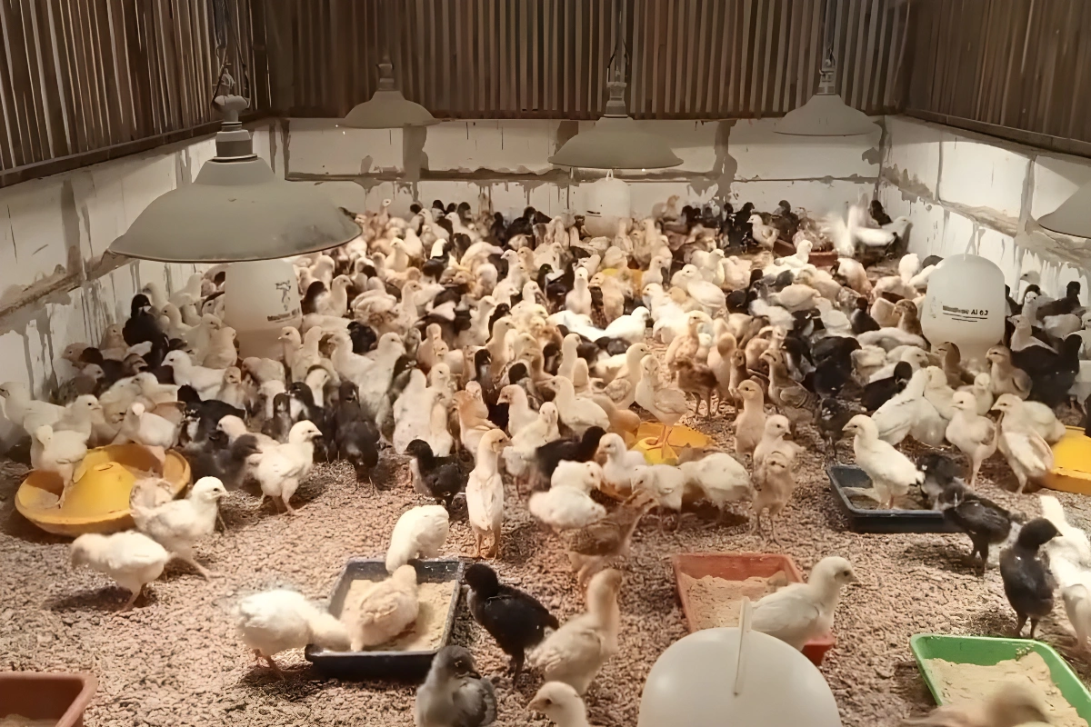 Probiotik untuk Ayam