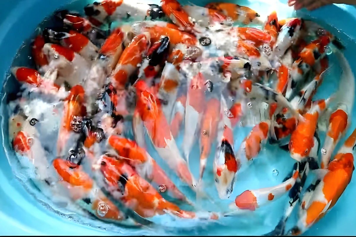 Probiotik untuk Ikan Koi
