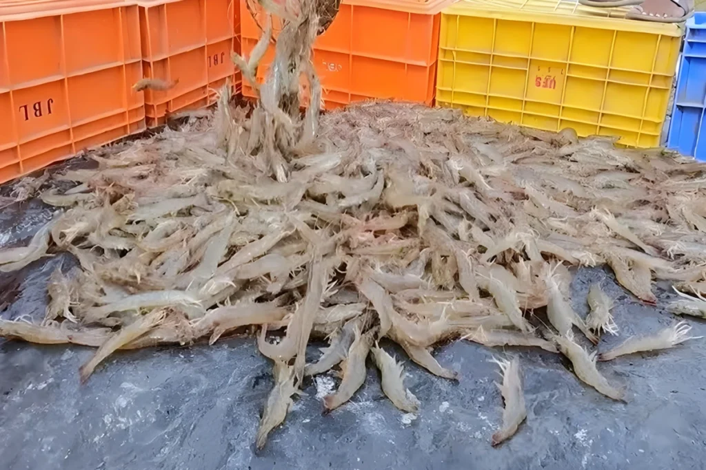 Probiotik untuk Udang Vaname