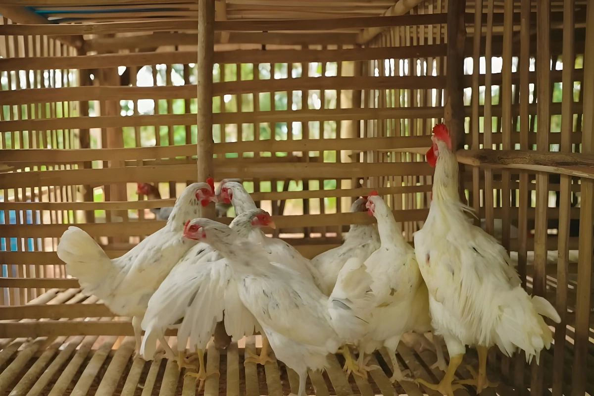 Probiotik untuk Unggas