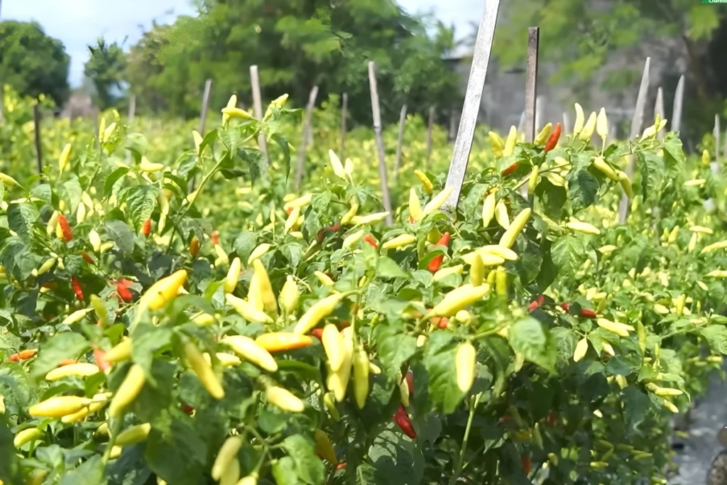 Pupuk Cair Terbaik untuk Cabe