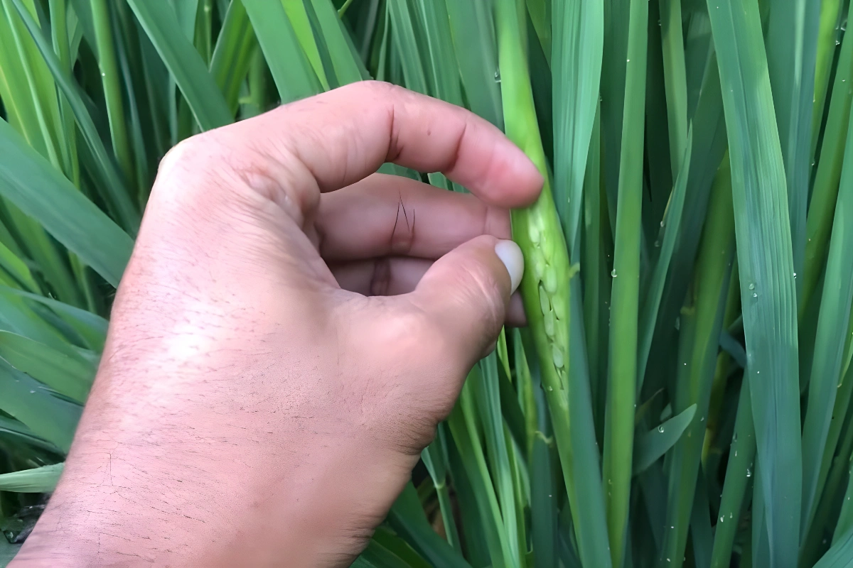 Pupuk Cair untuk Padi Bunting