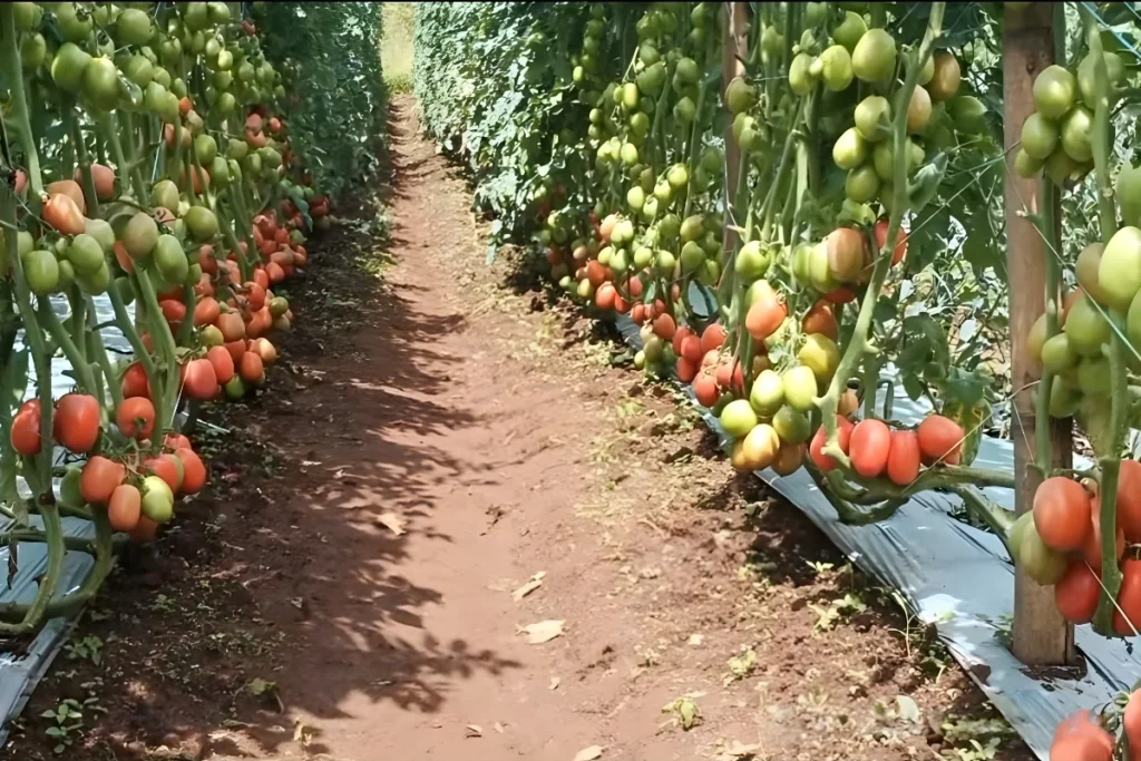 Pupuk Pembesar Buah Tomat