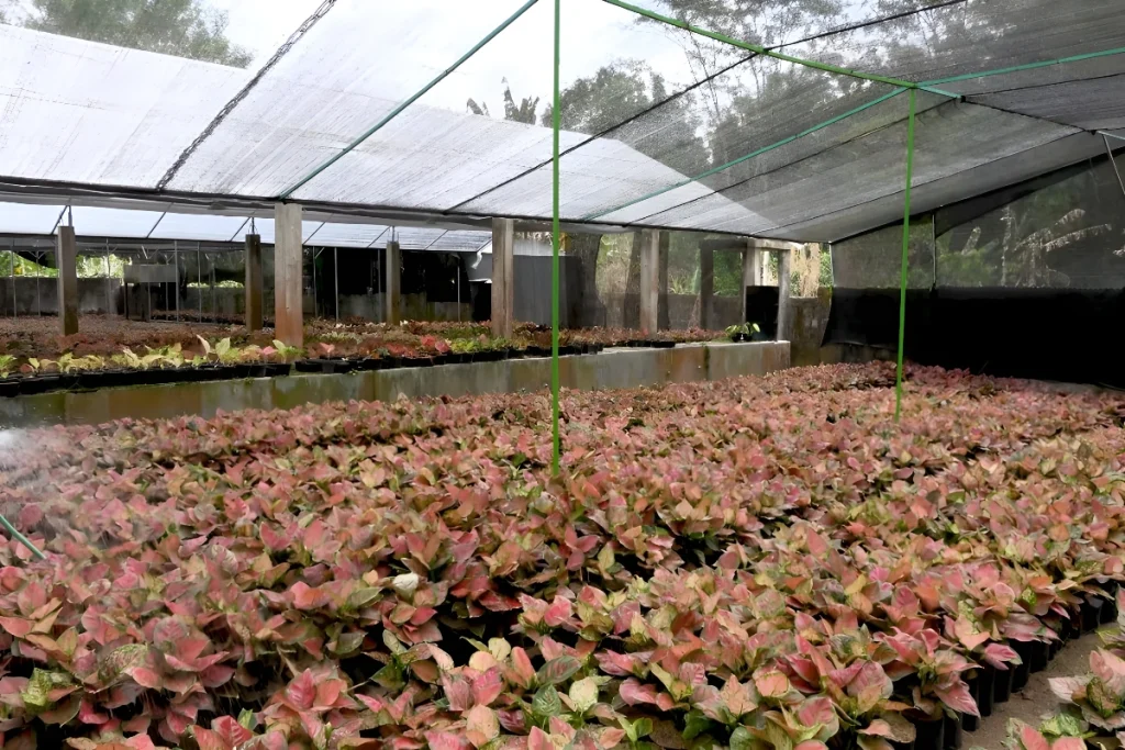 Pupuk Penyubur Daun Aglaonema