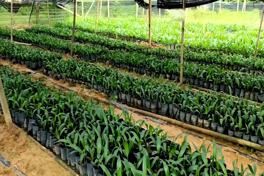 Pupuk Sawit Baru Tanam