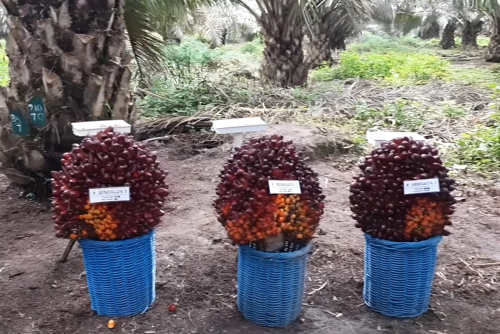 Pupuk Sawit yang Bagus untuk Buah