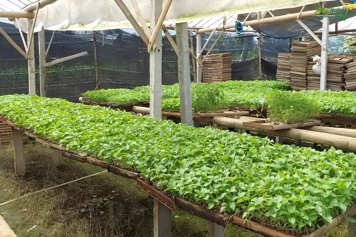 Pupuk untuk Bibit Cabe