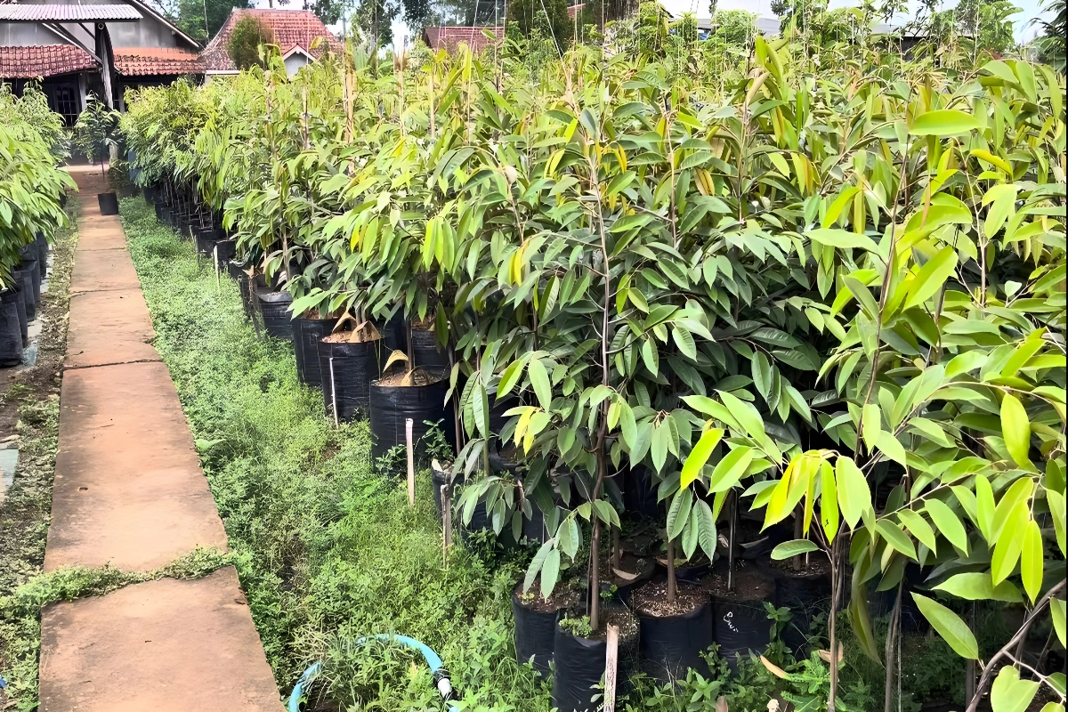 Pupuk untuk Bibit Durian
