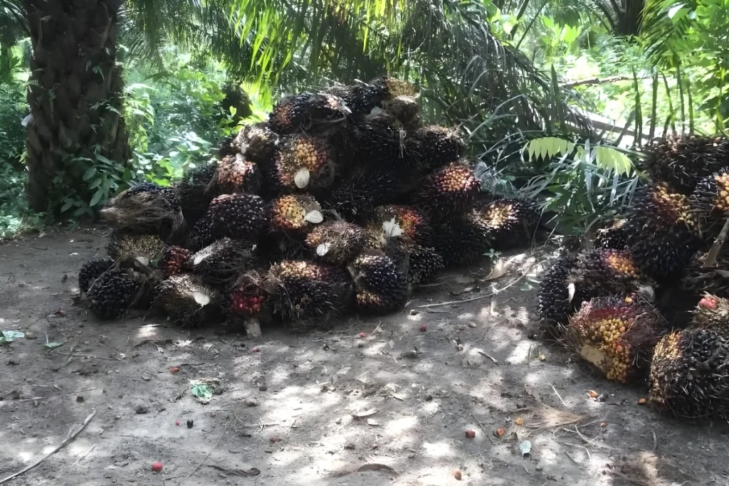 Pupuk untuk Buah Sawit