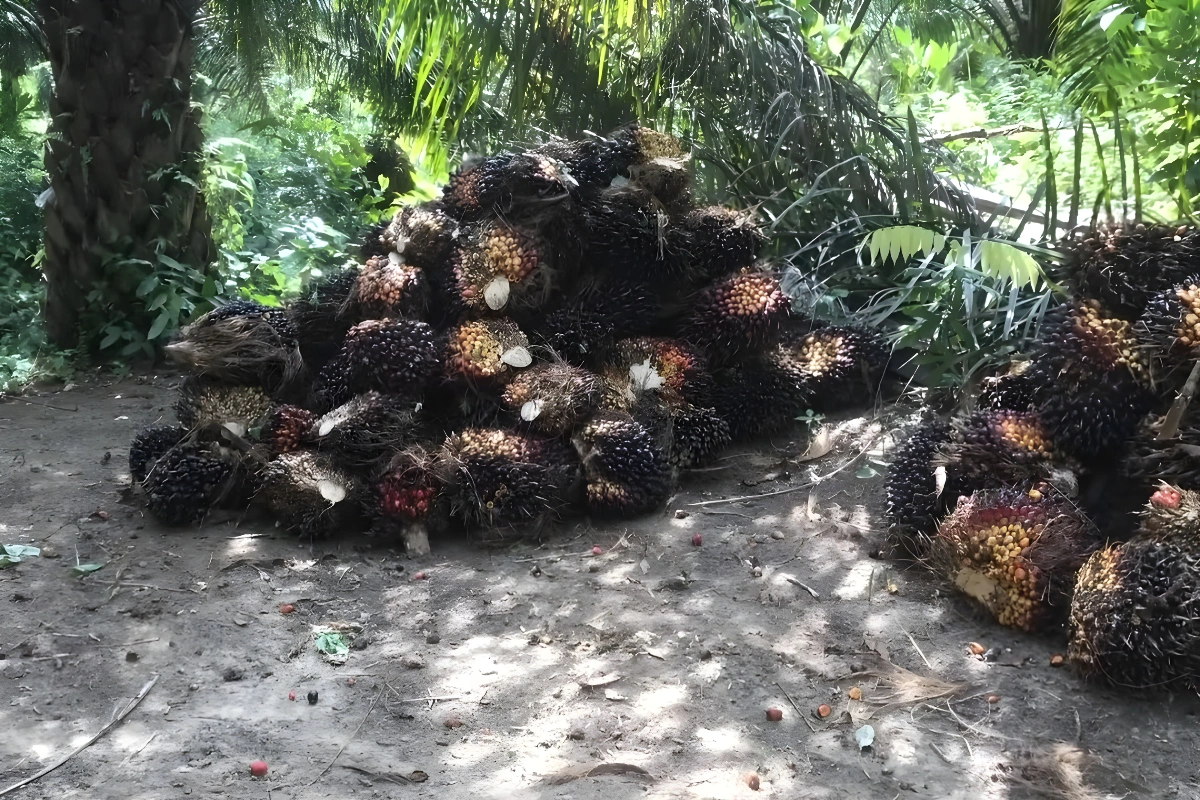 Pupuk untuk Buah Sawit