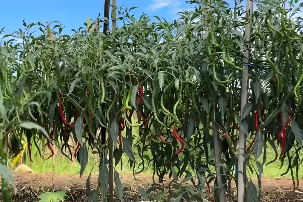 Pupuk untuk Cabe Keriting