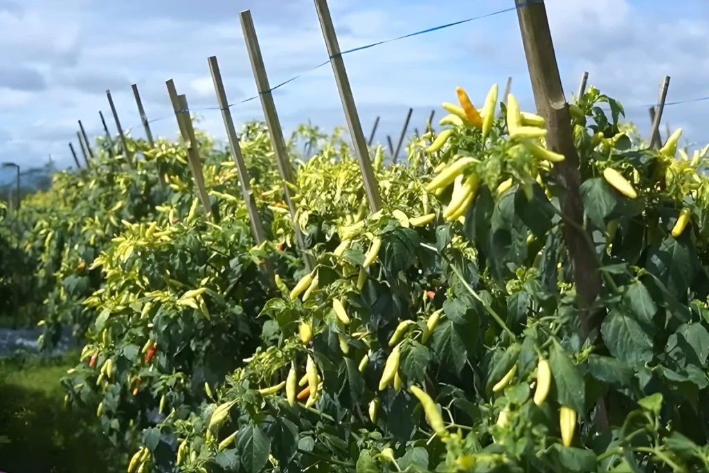 Pupuk untuk Mempercepat Pertumbuhan Cabe