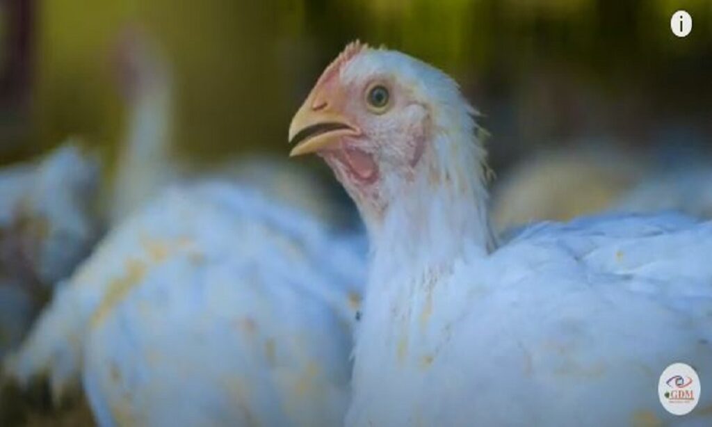 budidaya ayam