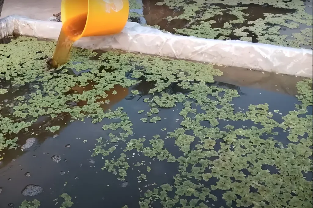 3 Rekomendasi Pupuk untuk Azolla Agar Pertumbuhan Maksimal