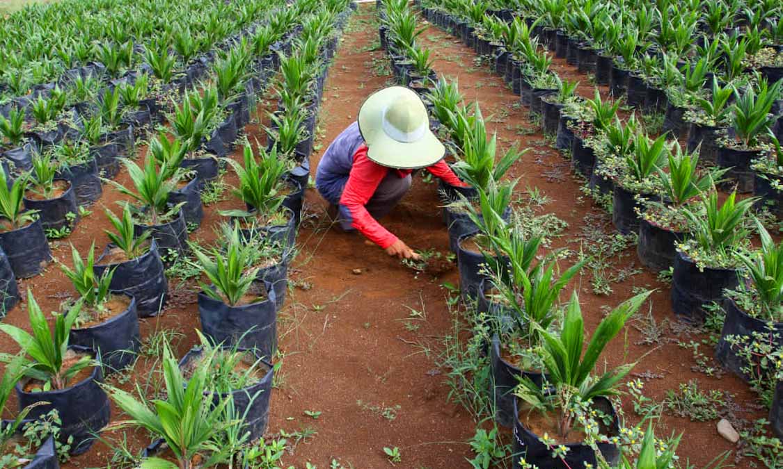 Pupuk Sawit Baru Tanam, Optimalkan Pertumbuhan Kelapa Sawit