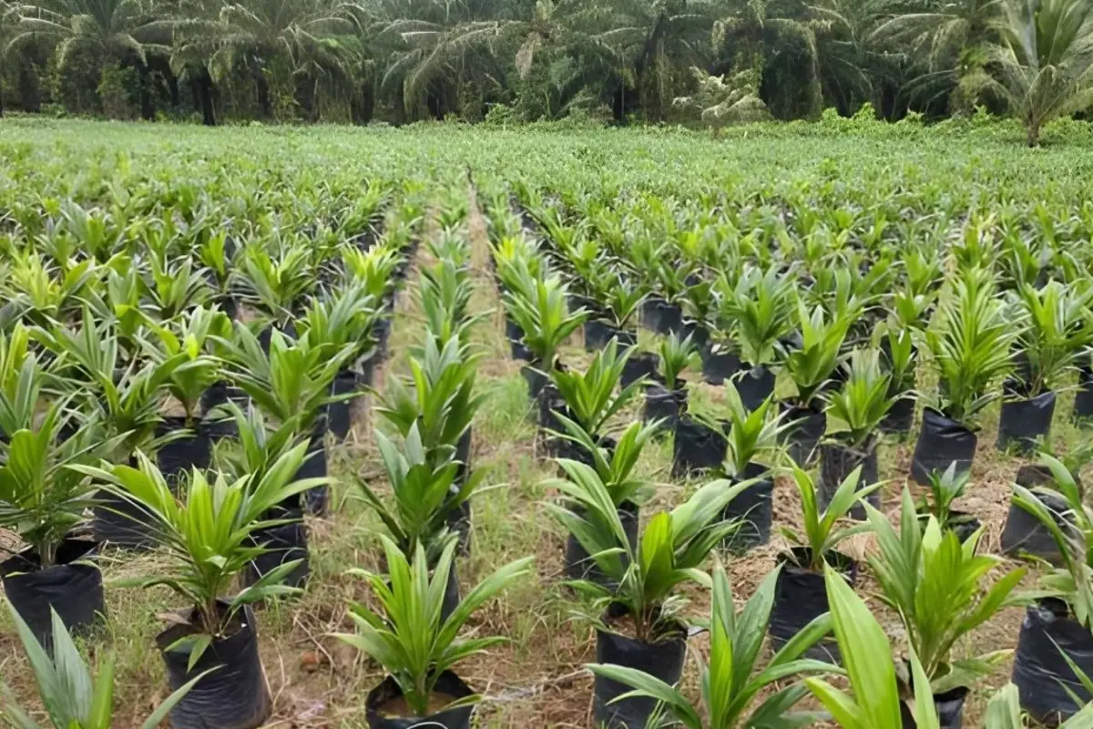 Cara merawat sawit baru tanam