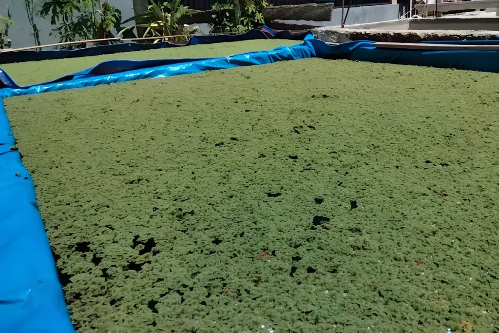 Keuntungan Menggunakan Pupuk untuk Azolla