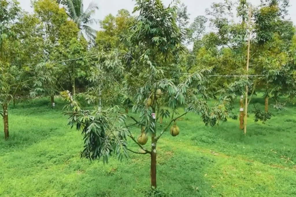 Obat Perangsang Akar Tanaman Durian