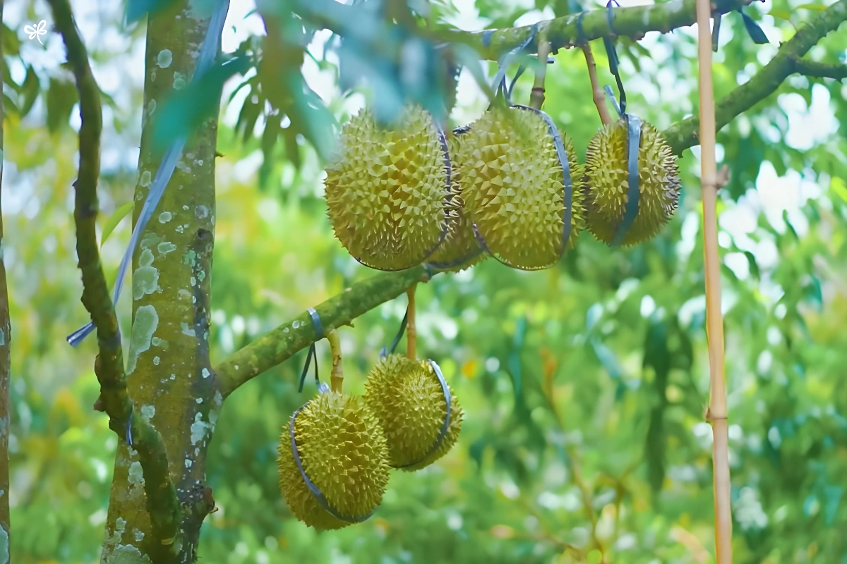 Obat Perangsang Buah Durian
