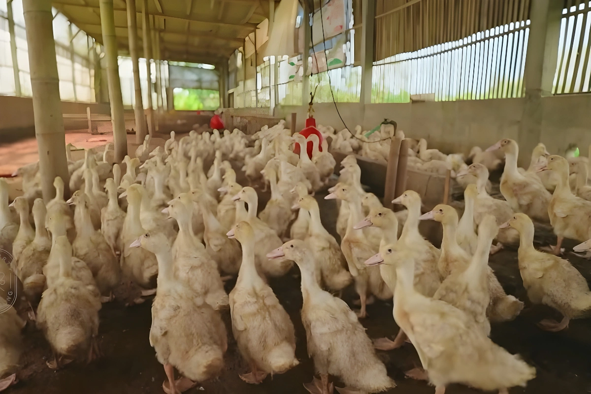 Probiotik Bebek Pedaging