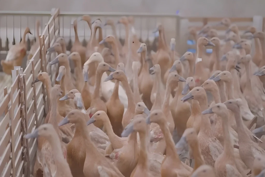 Probiotik Bebek Petelur