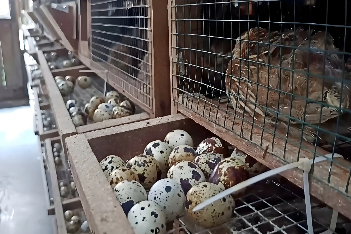 Probiotik Puyuh Petelur