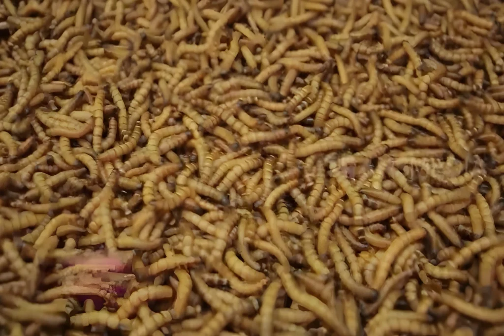 Probiotik Ulat Jerman