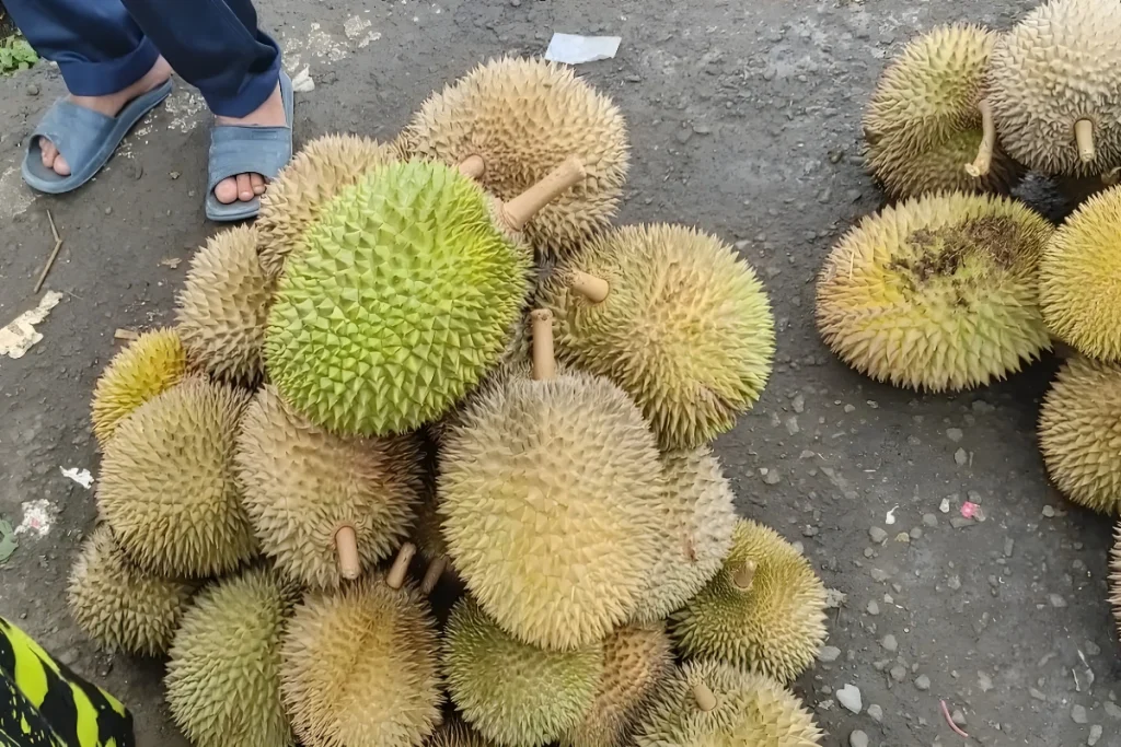 Pupuk Buah Durian Terbaik