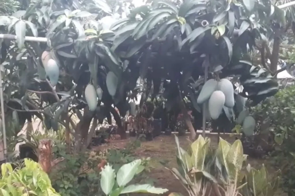 Pupuk Buah Mangga agar tidak Rontok