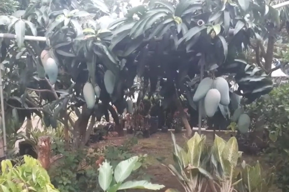 Pupuk Buah Mangga agar tidak Rontok