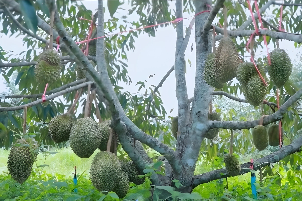 Pupuk Durian agar Berbuah Lebat