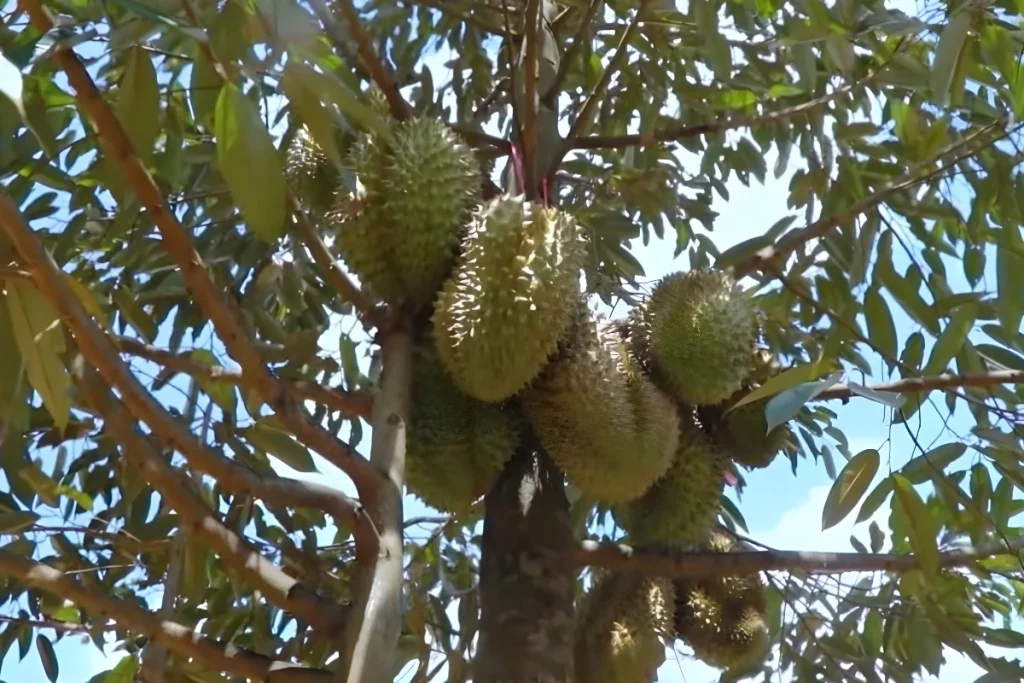 Pupuk Durian agar Cepat Berbuah