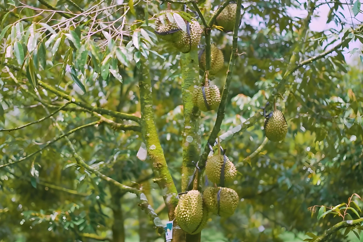 Pupuk Perangsang Bunga dan Buah Durian